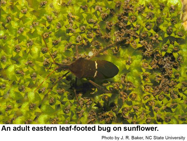 Thumbnail image for Eastern Leaf-footed Bug